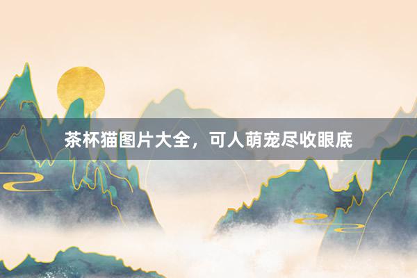 茶杯猫图片大全，可人萌宠尽收眼底